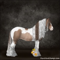 Horse Color:Black Pearl Sabino Tobiano Rabicano 