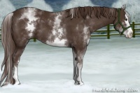 Horse Color:White Spotted Liver Chestnut Splash 