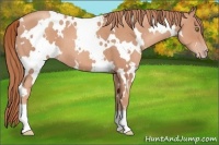 Horse Color:White Spotted Gold Champagne 