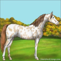Horse Color:White Spotted Buckskin Pearl Appaloosa 