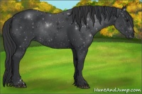 Horse Color:Black Rabicano 