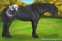 Horse Color:Black Appaloosa 