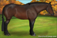 Horse Color:Gray Brown