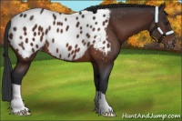 Horse Color:Brown Appaloosa 