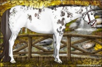 Horse Color:White Spotted Liver Chestnut Appaloosa 