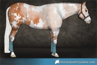 Horse Color:White Spotted Silver Bay Sabino 