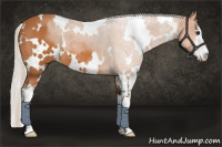 Horse Color:White Spotted Silver Bay Sabino 