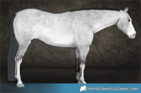 Horse Color:White Spotted Bay Chinchilla Roan 