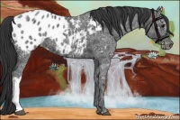 Horse Color:Black Ice Appaloosa 