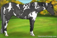 Horse Color:White Spotted Black 