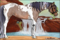 Horse Color:Painted Bay Roan Tobiano Appaloosa 