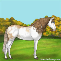 Horse Color:Red Dun Splash Frame  and Red Dun Splash Frame 