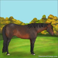 Horse Color:Brown 