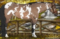 Horse Color:White Spotted Brown Dun