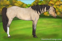 Horse Color:Buckskin Roan Dun 