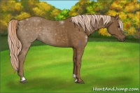 Horse Color:Chocolate Palomino Sabino 