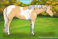 Horse Color:Palomino Tobiano 