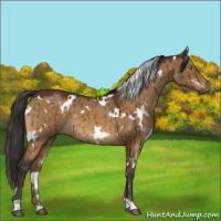 Horse Color:White Spotted Buckskin Dun Brindle 
