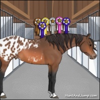 Horse Color:Bay Appaloosa