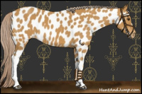 Horse Color:Palomino Appaloosa 