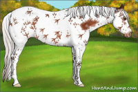 Horse Color:Silver Brown Splash Tobiano Frame Varnish 