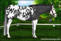 Horse Color:Black Splash Appaloosa 