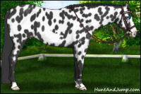 Horse Color:Black Frame Near Leopard 