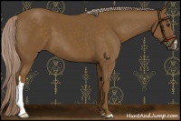 Horse Color:Chocolate Palomino 