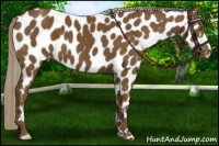 Horse Color:Chocolate Palomino Appaloosa 
