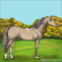 Horse Color:Chocolate Palomino Dun Mushroom Sabino Tobiano