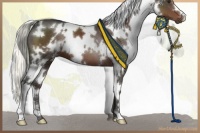 Horse Color:White Spotted Liver Chestnut Mushroom
