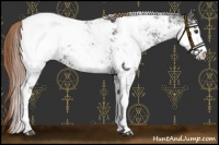 Horse Color:Liver Chestnut Sabino Snowcap