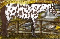 Horse Color:Liver Chestnut Near Leopard 