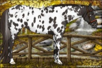 Horse Color:White Spotted Liver Chestnut Near Leopard 