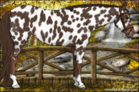 Horse Color:Liver Chestnut Near Leopard 