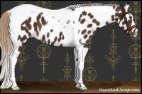 Horse Color:Liver Chestnut Tobiano Leopard 