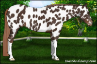 Horse Color:Liver Chestnut Appaloosa 