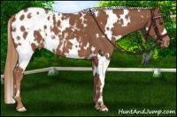 Horse Color:White Spotted Chestnut Appaloosa 