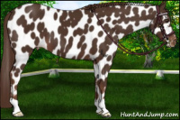 Horse Color:Liver Chestnut Appaloosa 