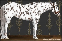 Horse Color:Liver Chestnut Appaloosa 