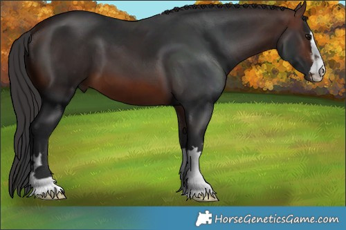 Horse Color:Brown 