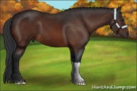 Horse Color:Brown 