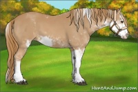 Horse Color:Chestnut Sabino