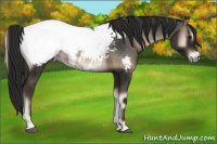 Horse Color:Gray Blue Onyx Appaloosa