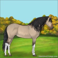 Horse Color:Unknown 