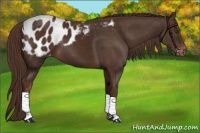 Horse Color:Liver Chestnut Sabino Appaloosa 
