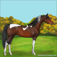 Horse Color:Brown Tobiano 