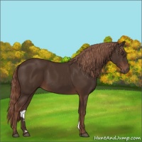 Horse Color:Liver Chestnut 