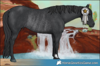 Horse Color:Black Rabicano 
