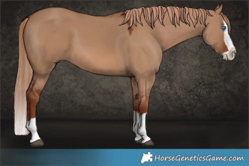 Horse Color:Red Dun Splash 